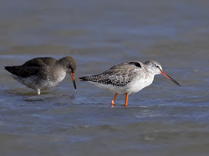 Pretty Spotted redshank