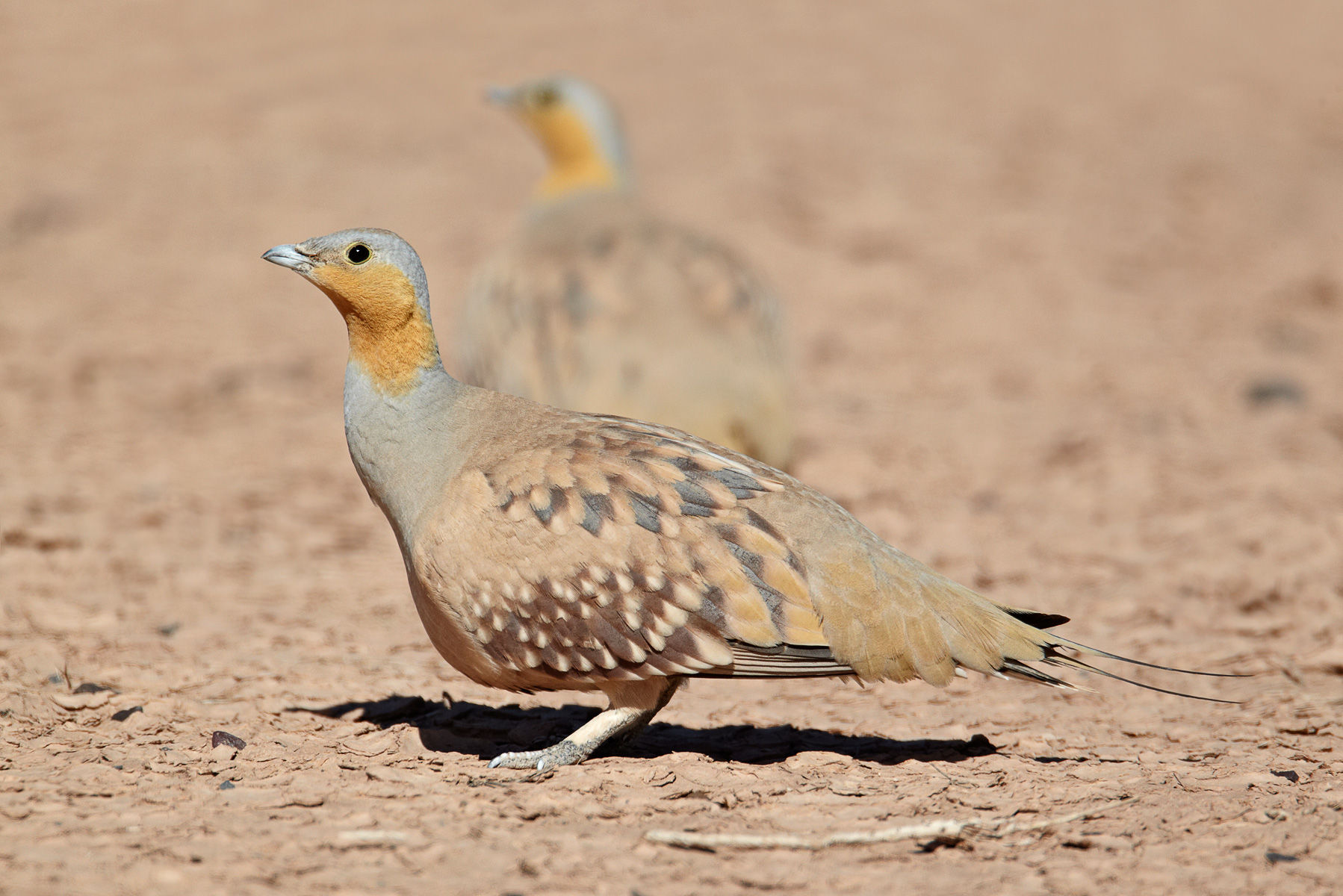 Pretty Spotted sandgrouse