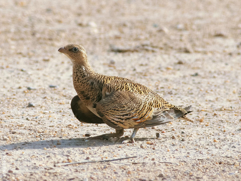 Pretty Spotted sandgrouse