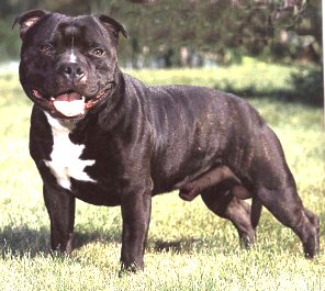 Cool Staffordshire Bull Terrier - Dog Breed