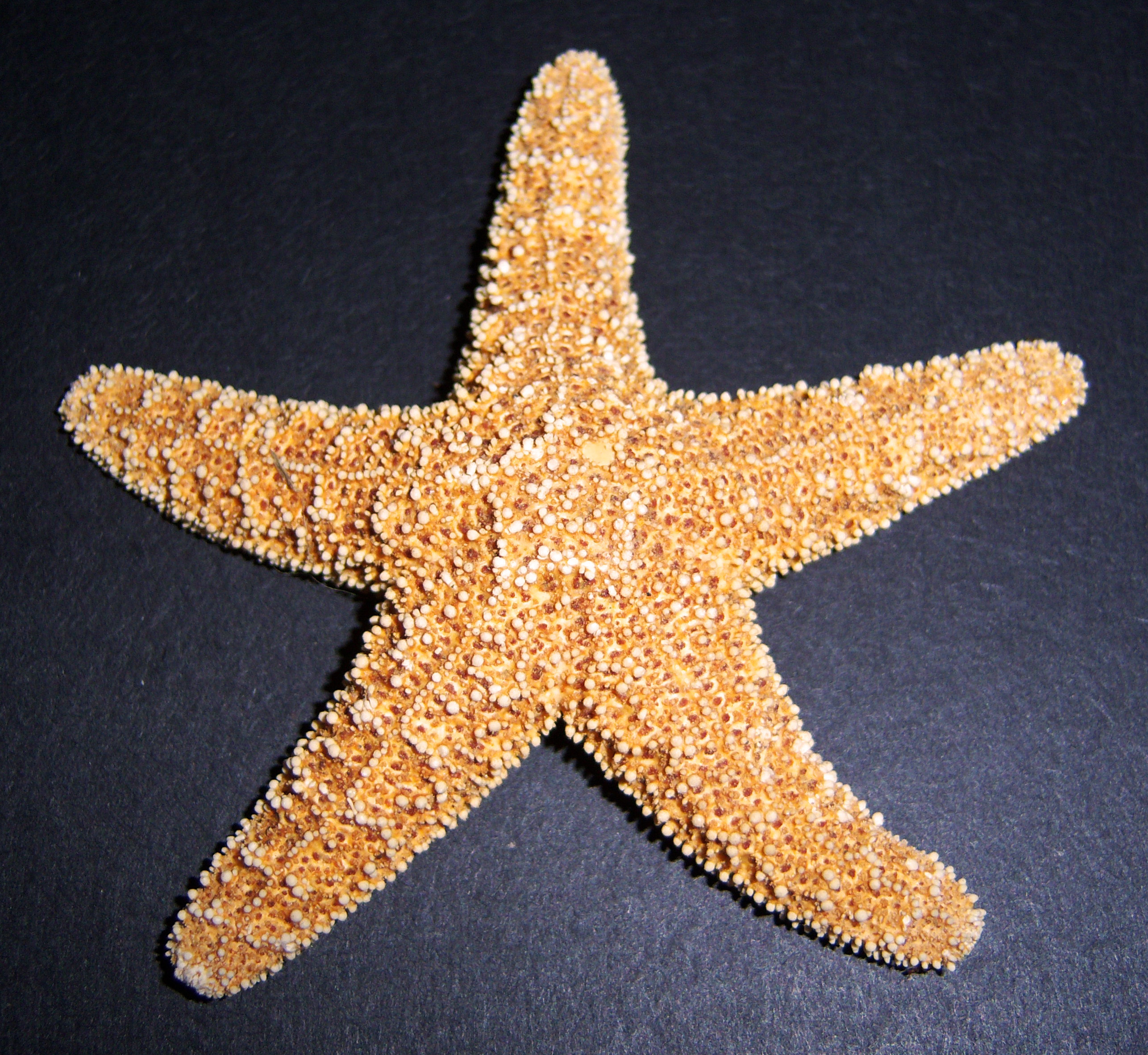 Nice Starfish