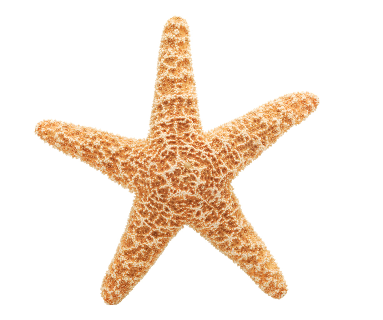 Cute Starfish