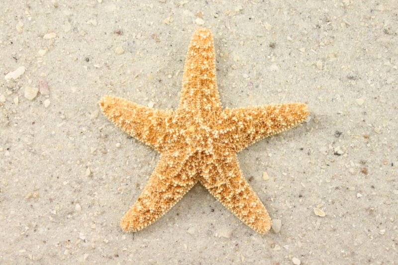 Wallpaper Starfish