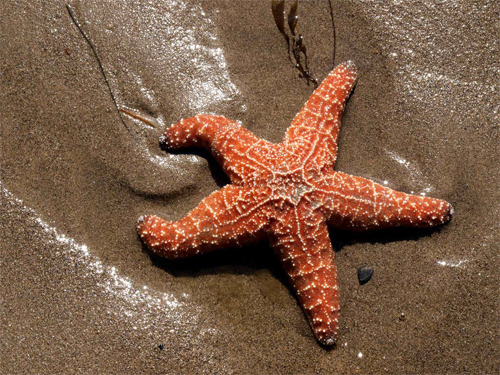 Photo Starfish