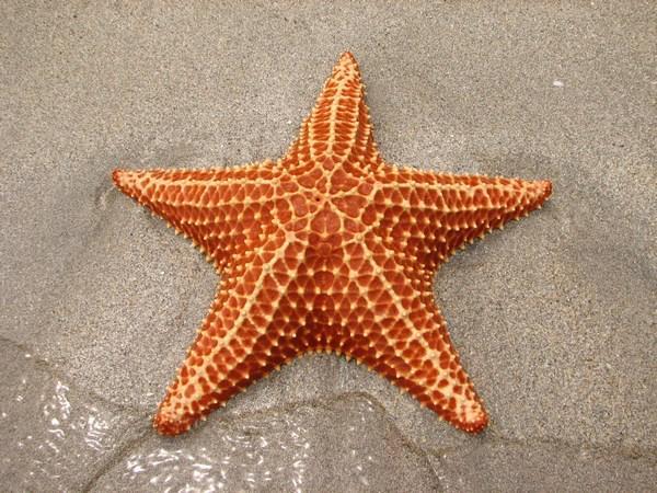 Starfish photo 
