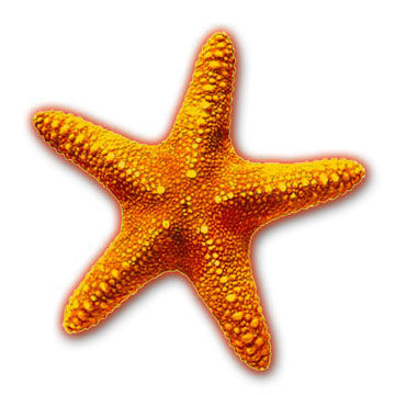 Starfish wallpaper