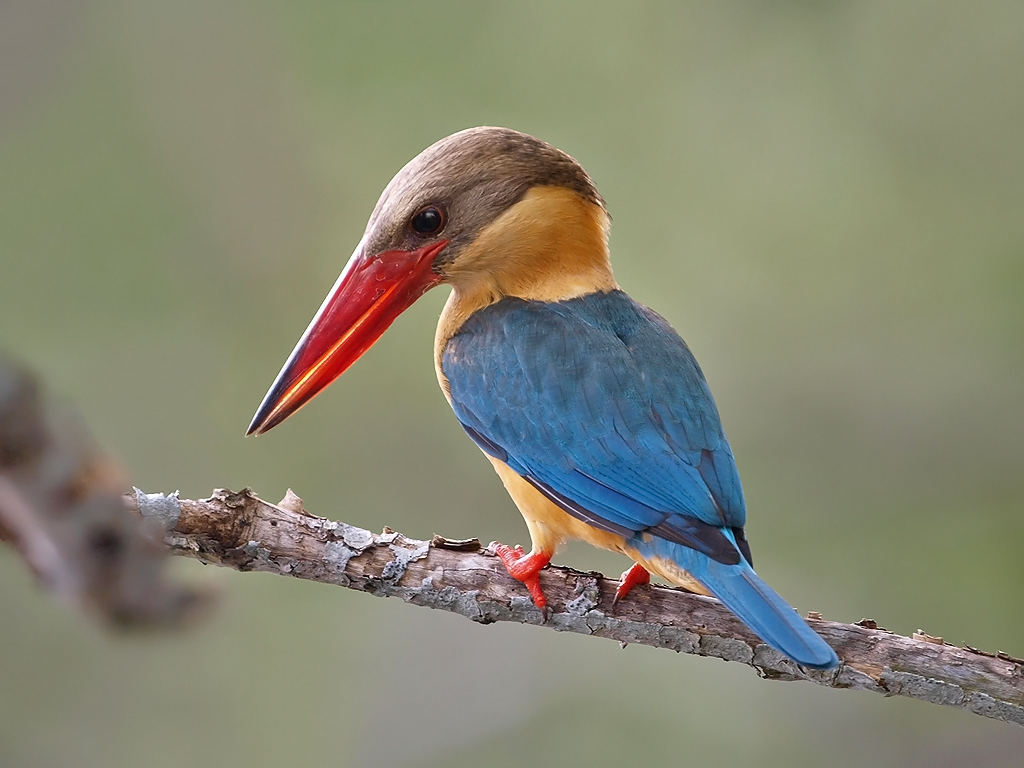 http://animalia-life.club/data_images/stork-billed-kingfisher/stork-billed-kingfisher2.jpg