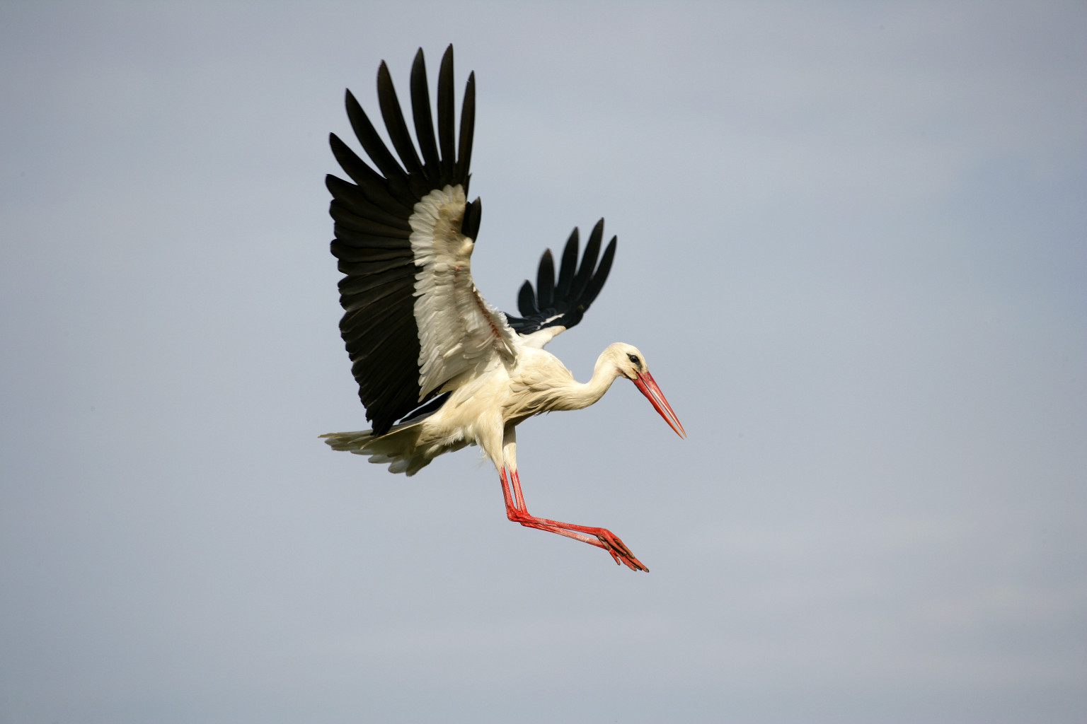 Nice Stork