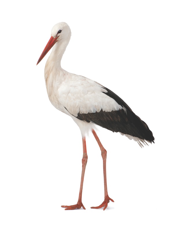 Stork photo 
