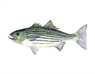 Striped sea bass