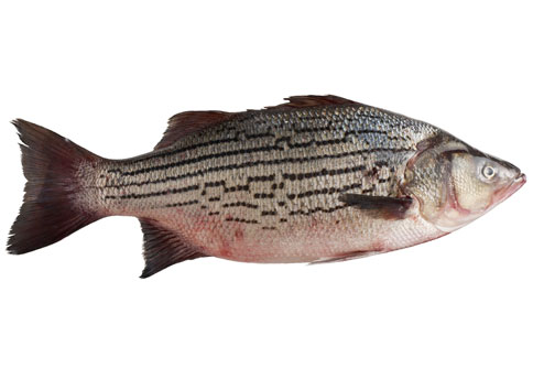 Pretty Striped sea bass