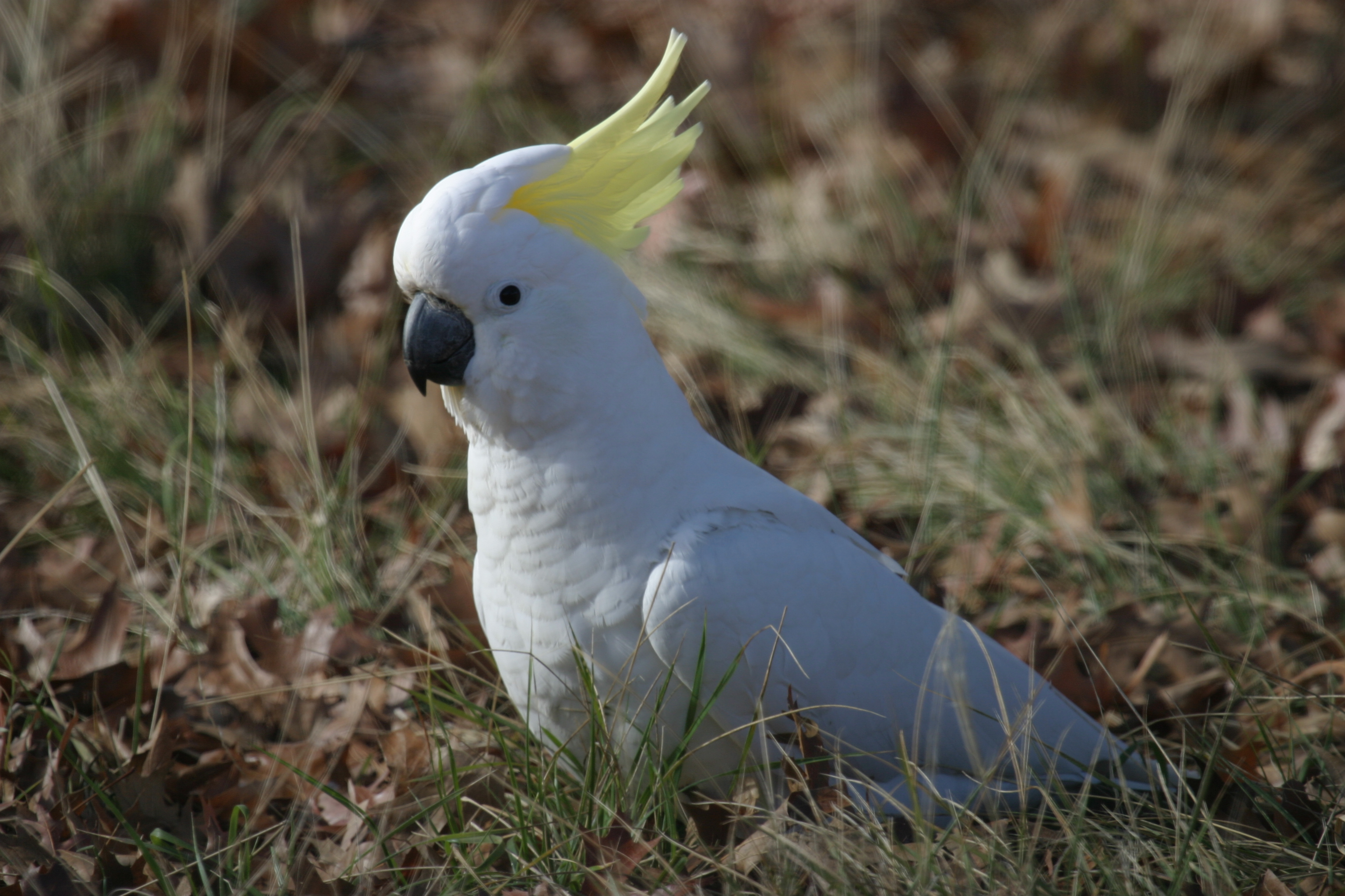 Pretty Sulphur-crested cockatoo