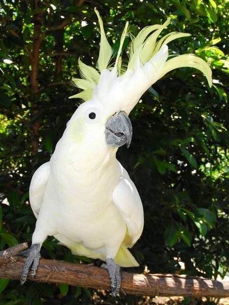 Pretty Sulphur-crested cockatoo