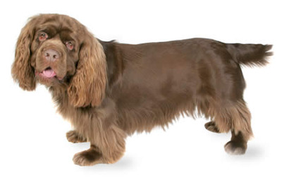 Wallpaper Sussex Spaniel - Dog Breed