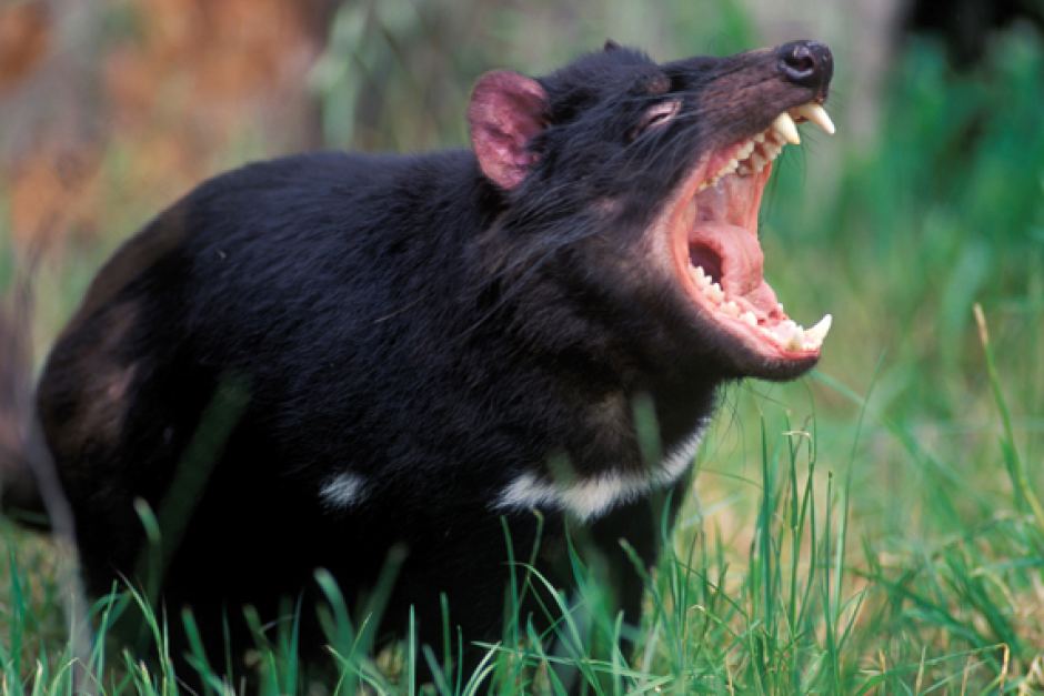 Where do Tasmanian devils live?