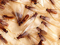 Wallpaper Termites