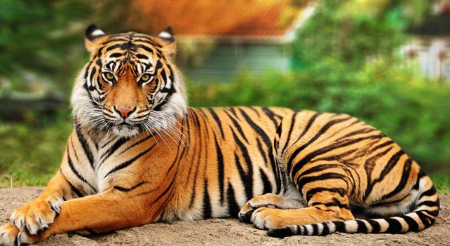 Nice Tiger