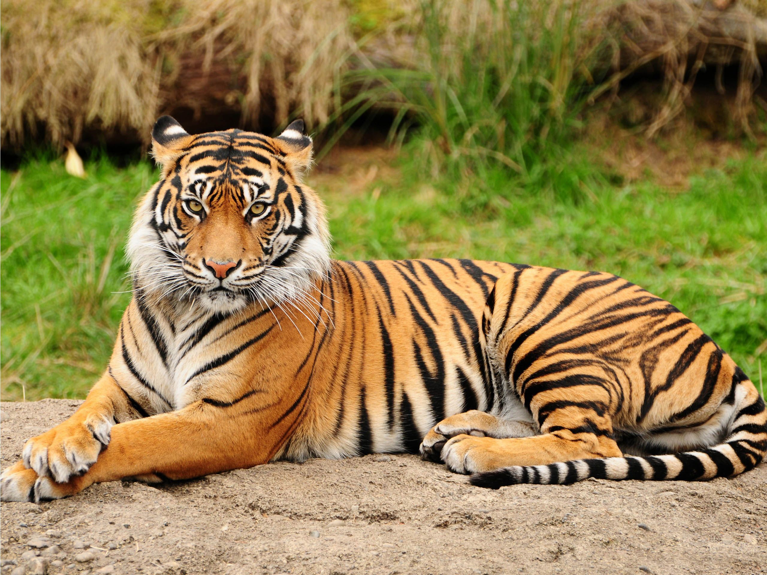 Tiger photo 