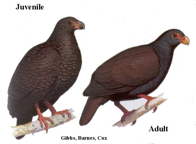 Tooth-billed pigeon