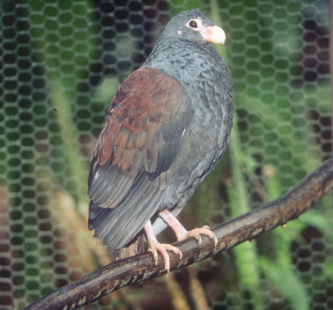 Pretty Tooth-billed pigeon