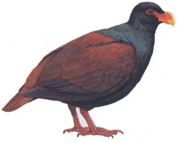 Pretty Tooth-billed pigeon