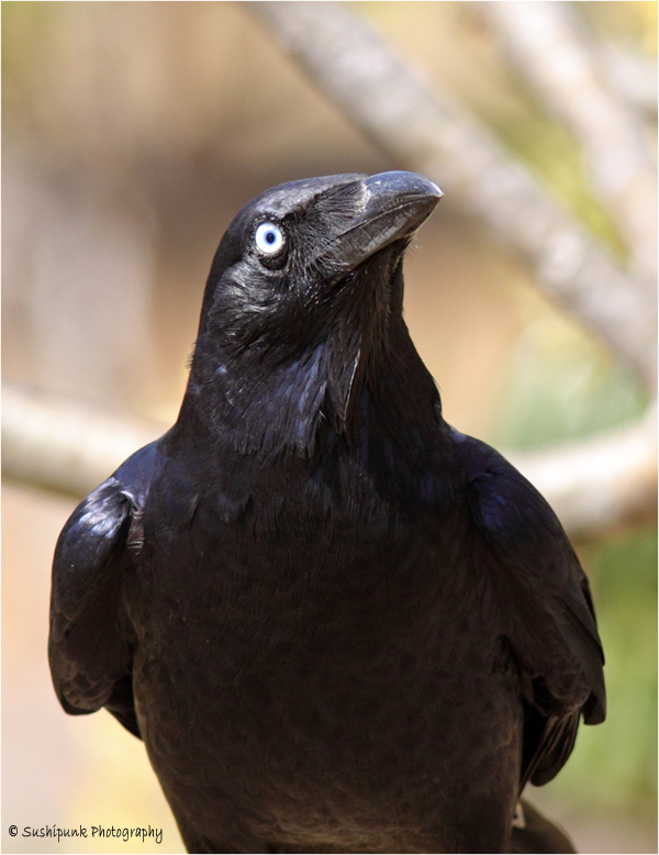 Pretty Torresian crow