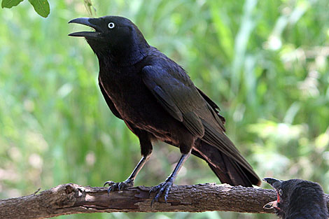 Pretty Torresian crow