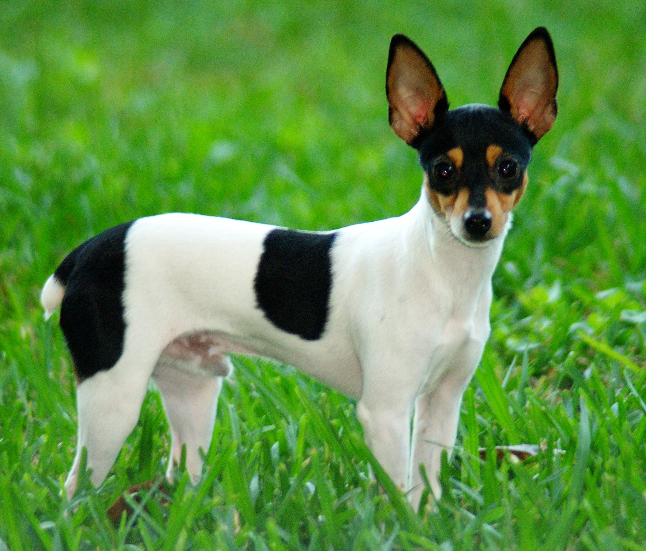 Cool Toy Fox Terrier - Dog Breed