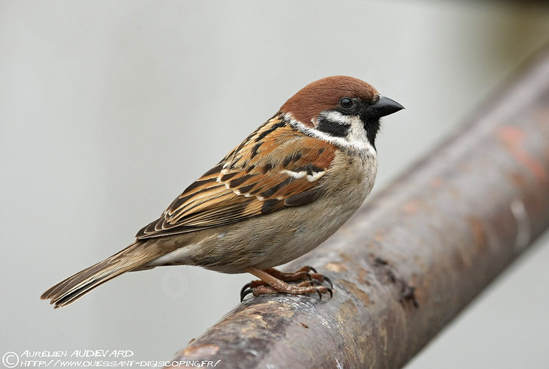Pretty Tree sparrow