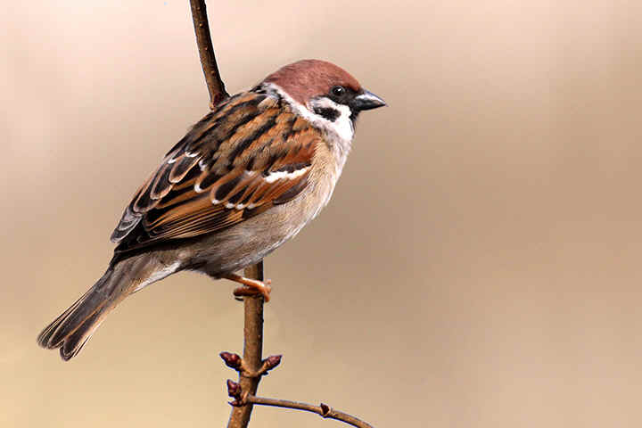 Pretty Tree sparrow