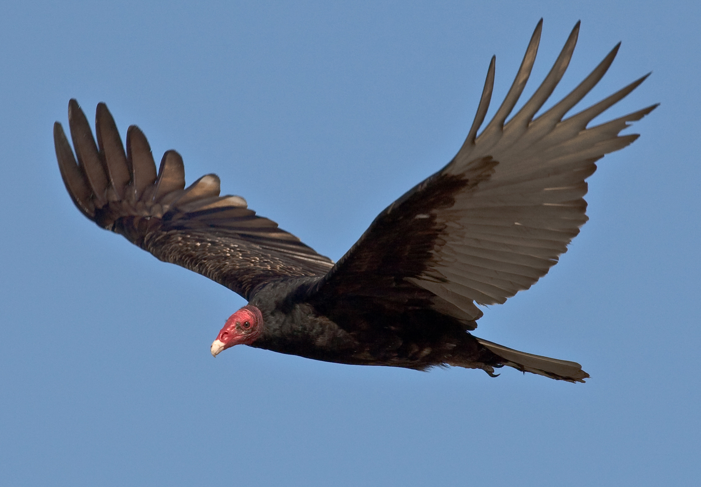 Pretty Turkey vulture
