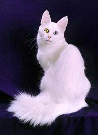 Nice Turkish Angora - Cat Breed