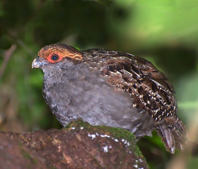 Venezuelan wood-quail