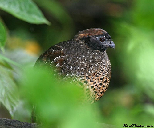 Pretty Venezuelan wood-quail