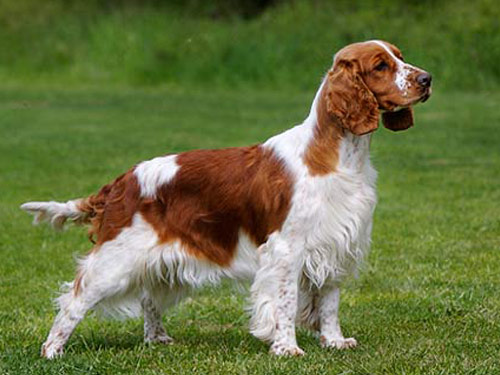 Welsh Springer Spaniel - Dog Breed