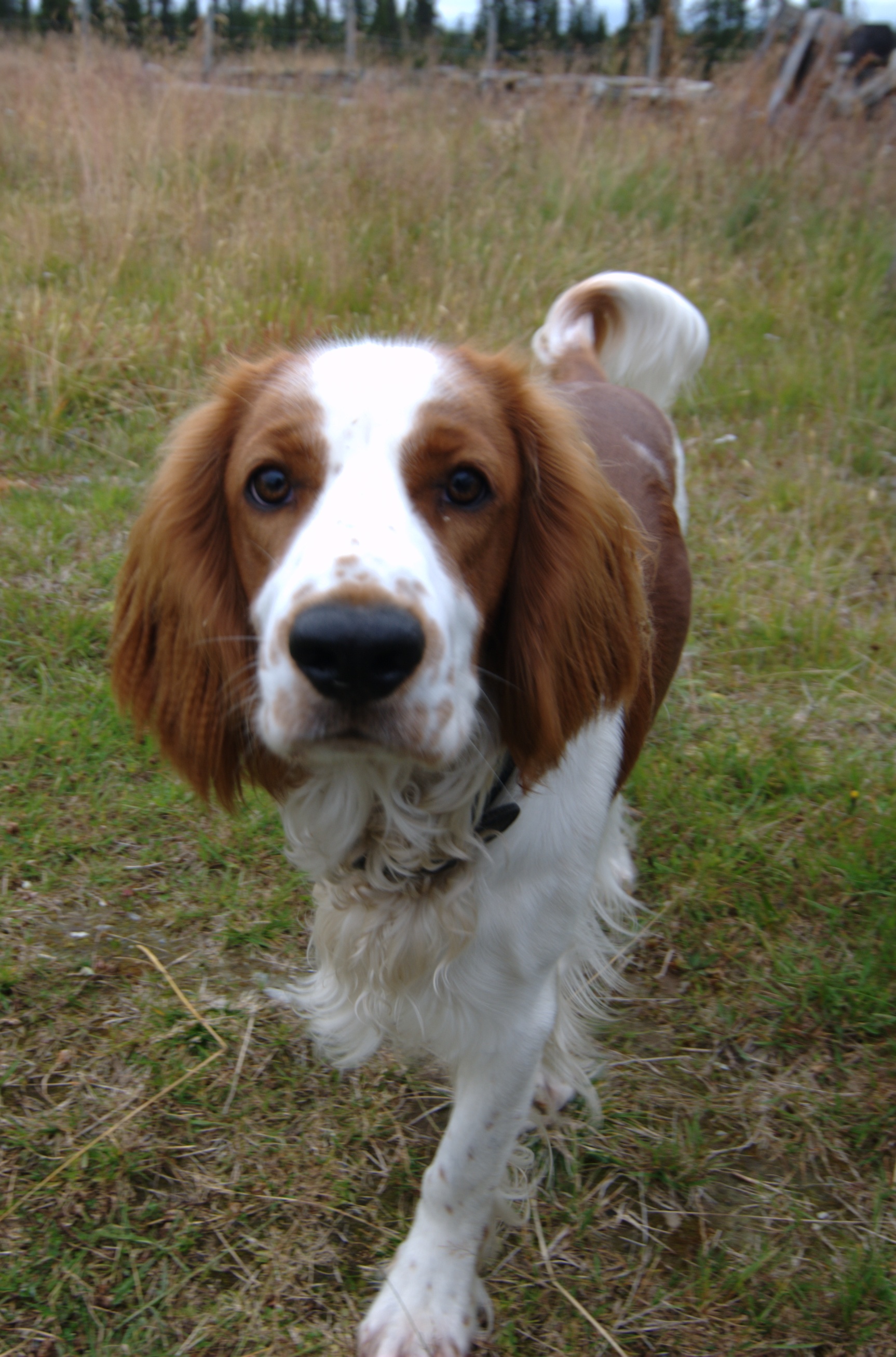 What are some interesting facts about Springer spaniels?