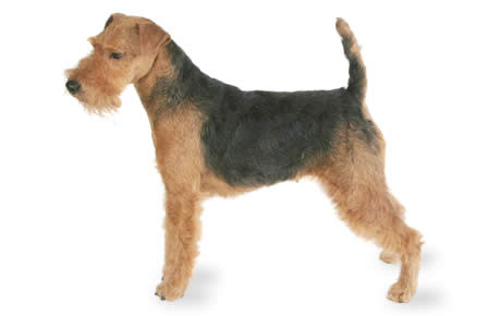 Welsh Terrier - Dog Breed