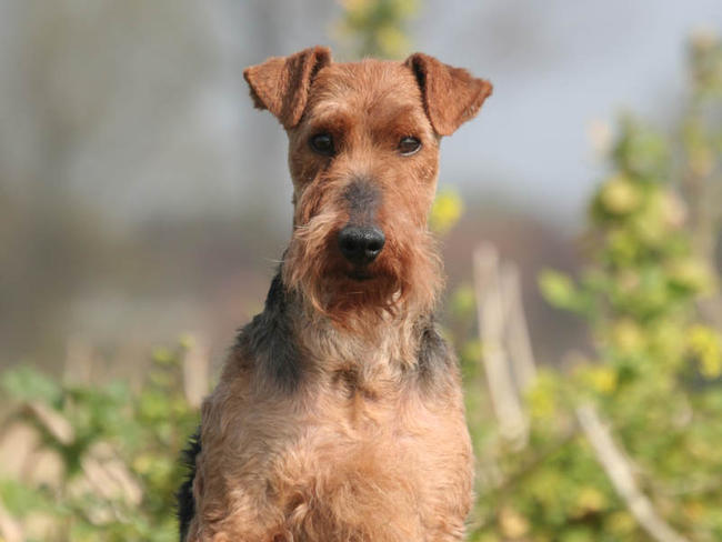 Wallpaper Welsh Terrier - Dog Breed