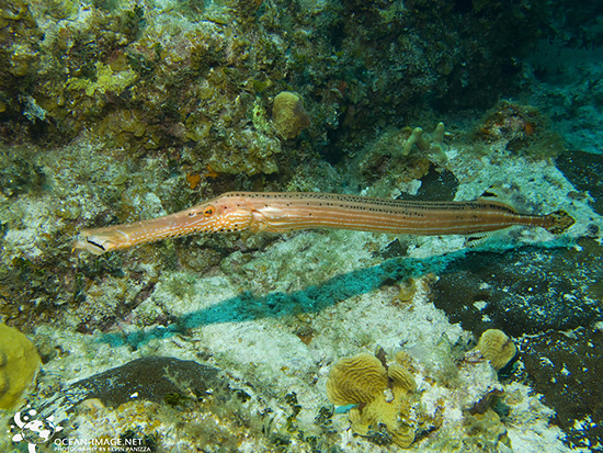 West Atlantic trumpetfish