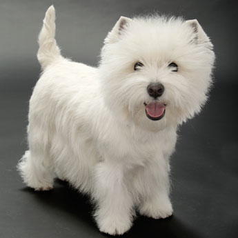 Pretty West Highland White Terrier - Dog Breed