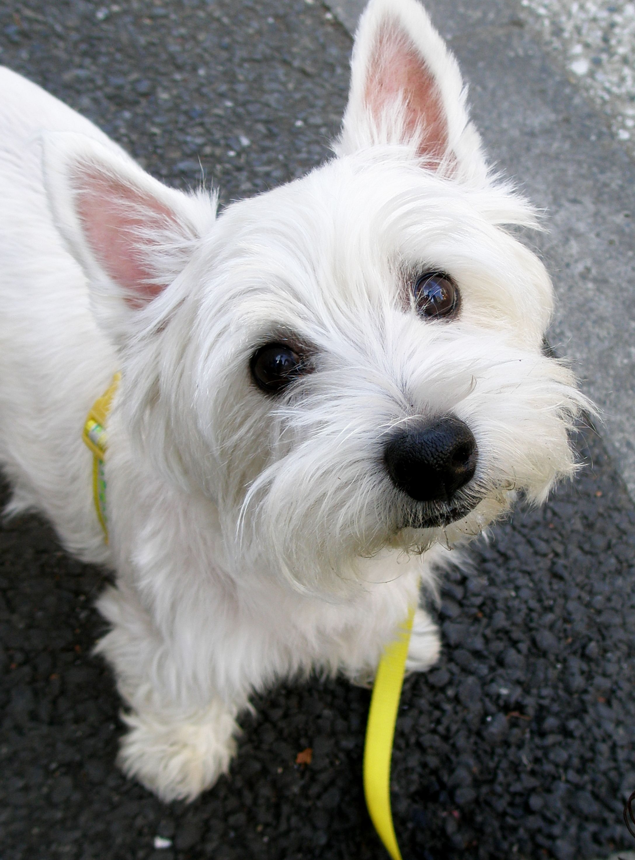 Photo West Highland White Terrier - Dog Breed