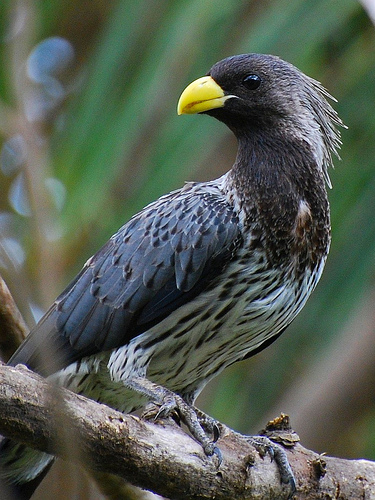 Western gray plantain-eater