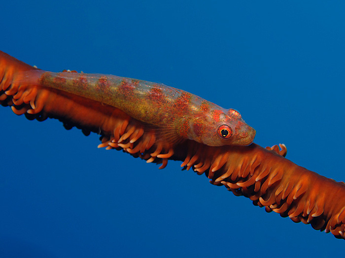 Pretty Whip coral goby