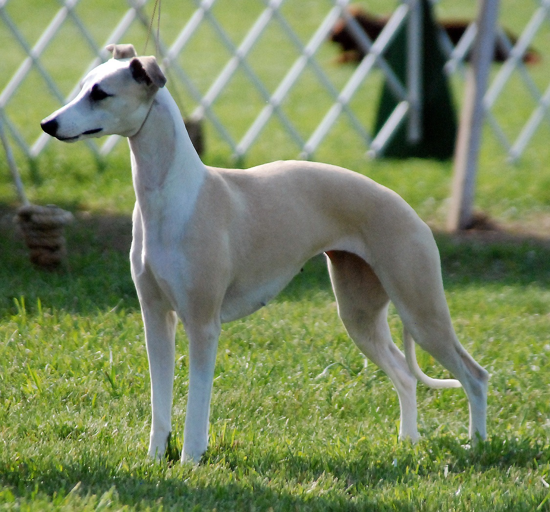 Cool Whippet - Dog Breed