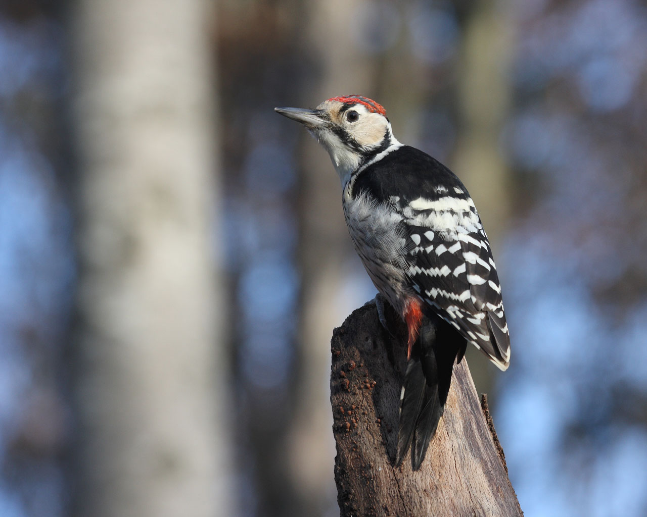 Pretty White-backed woodpecker