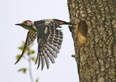 Pretty White-backed woodpecker
