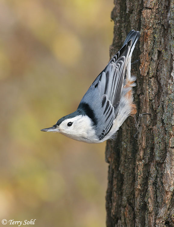 Pretty White-breasted nuthatch