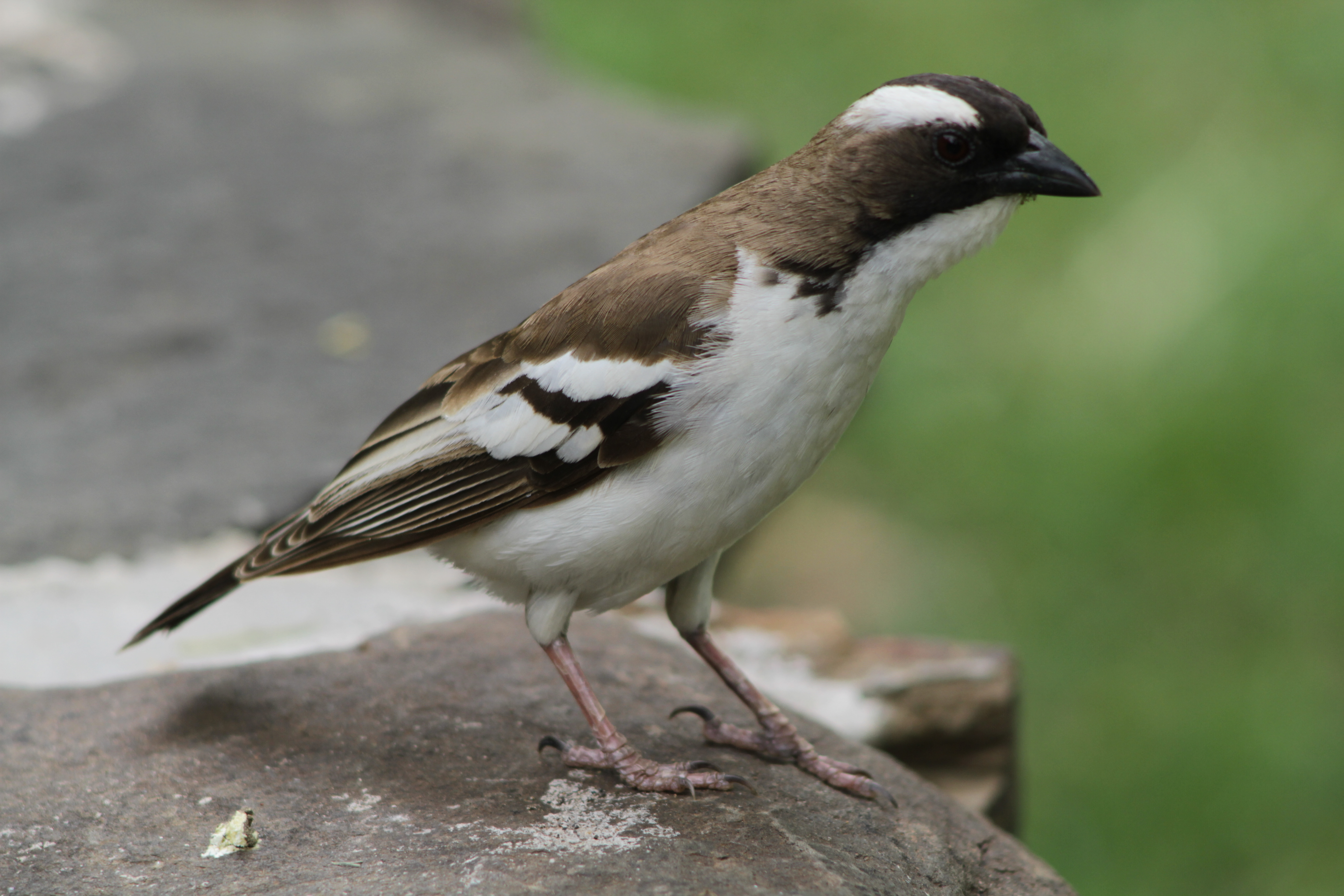 Pretty White-browed sparrow-weaver