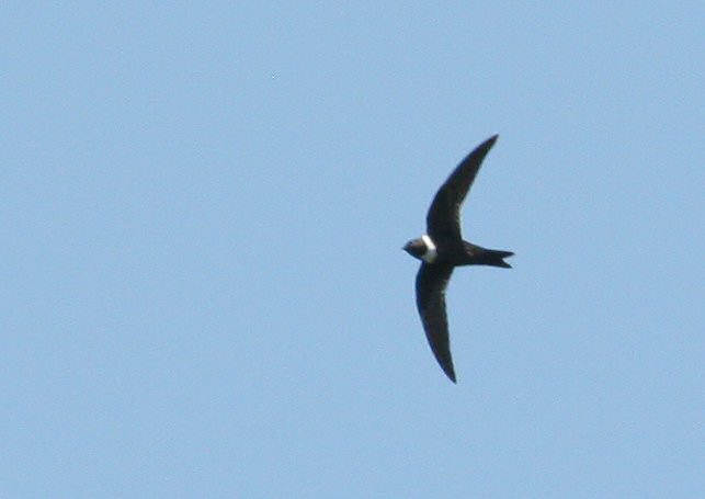 White-collared swift