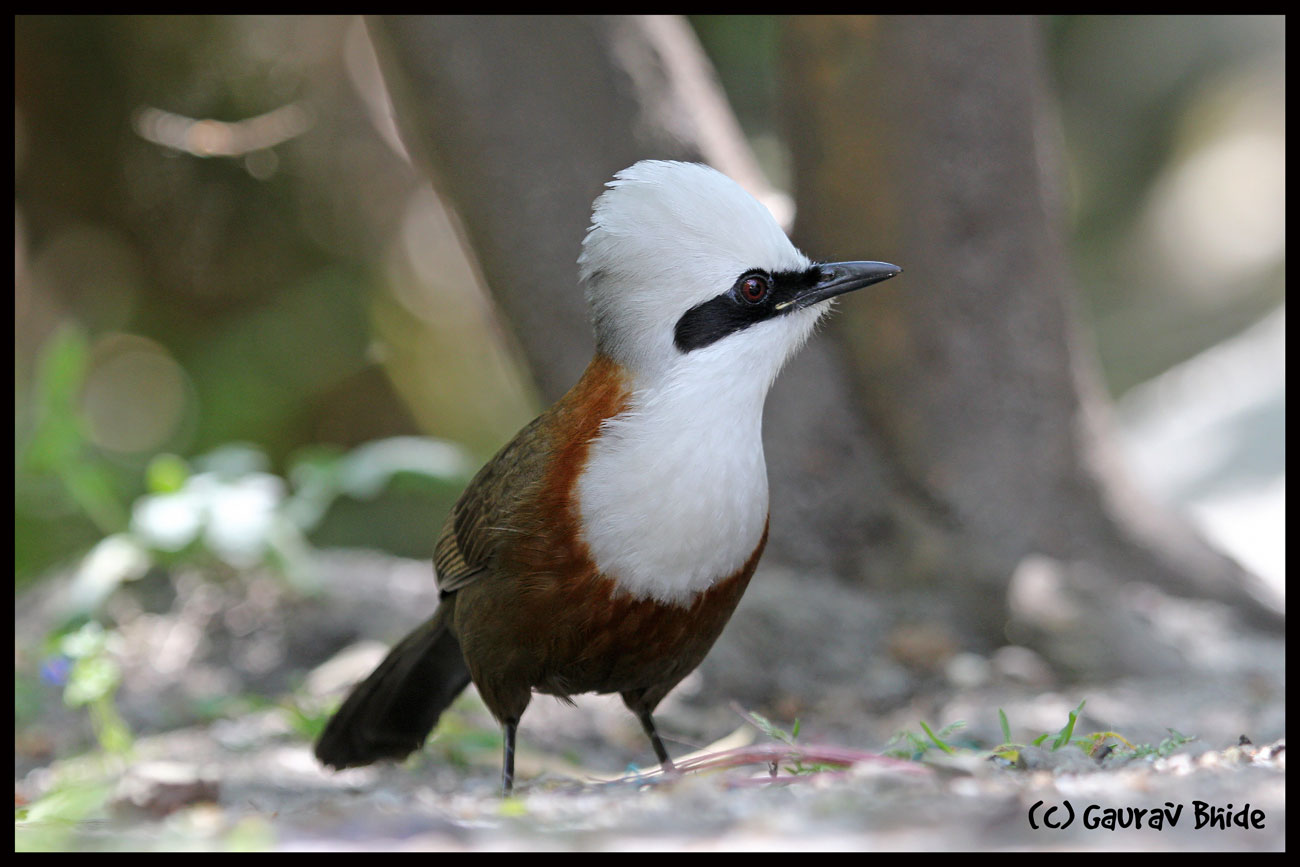 Pretty White-crested laughing thrush